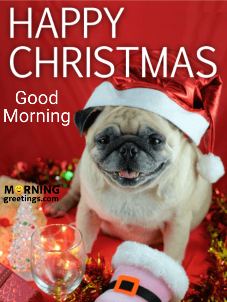 Good Morning Santa Pug Christmas Card