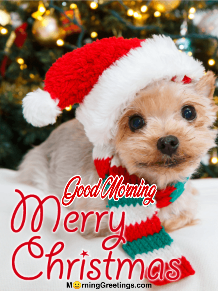 Good Morning Santa Yorkshire Terrier Christmas Card