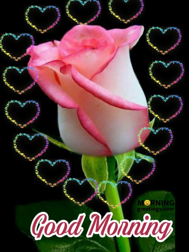Good Morning Pink Rose