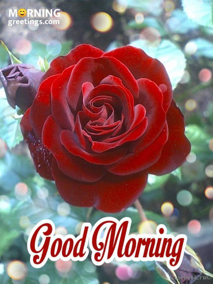 Good Morning Red Rose Card