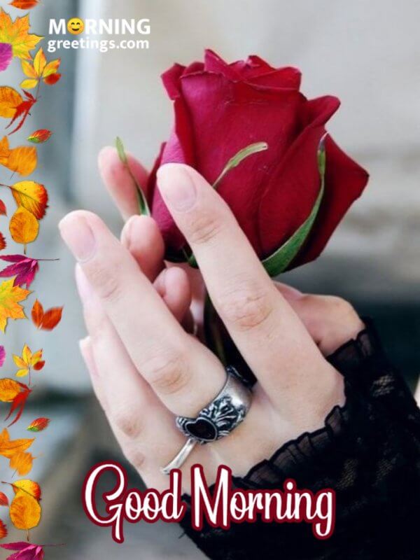 51 Good Morning Wishes With Rose Morning Greetings Morning Quotes