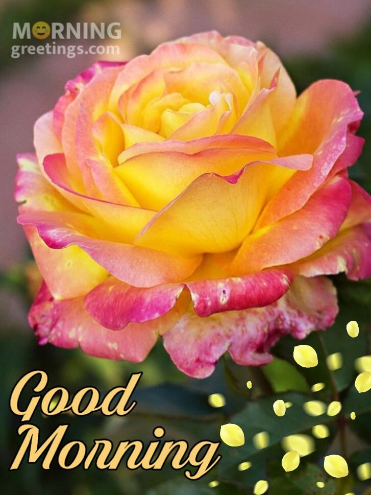 Good Morning Rose Pic