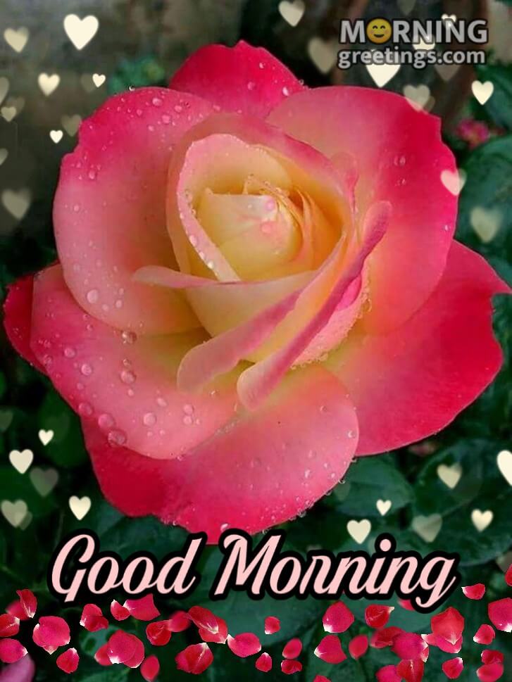 51 Good Morning Wishes With Rose - Morning Greetings – Morning Quotes ...