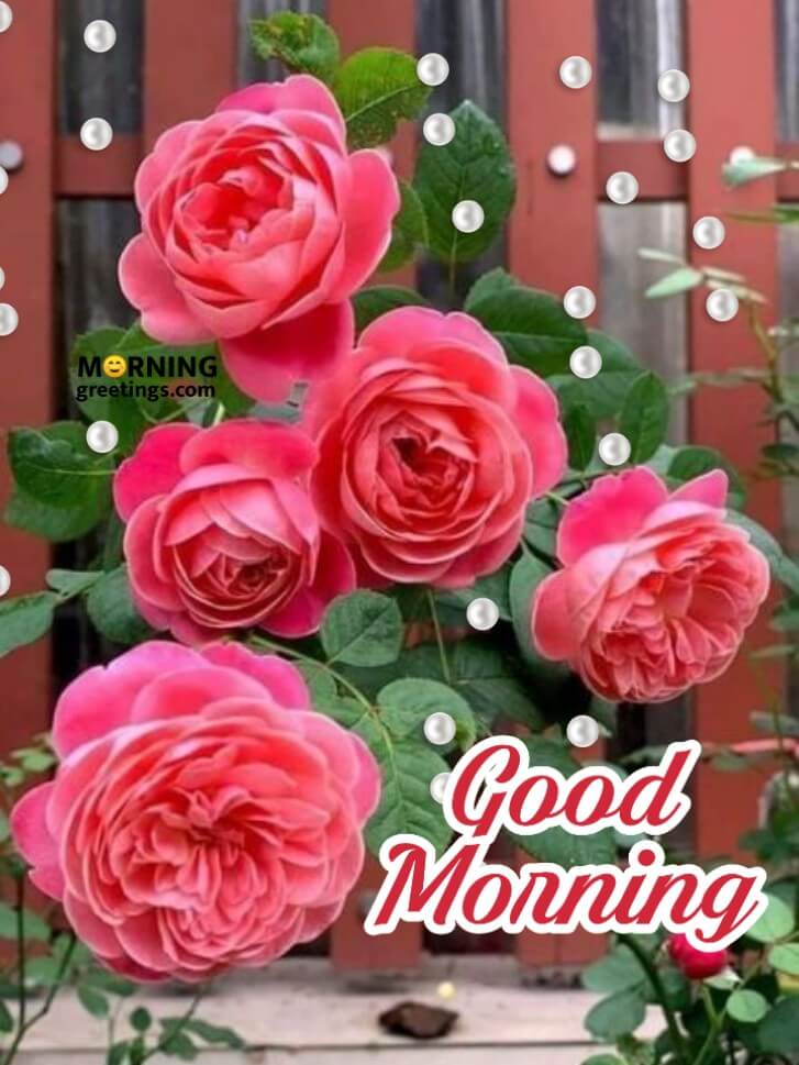 Good Morning Roses Pic
