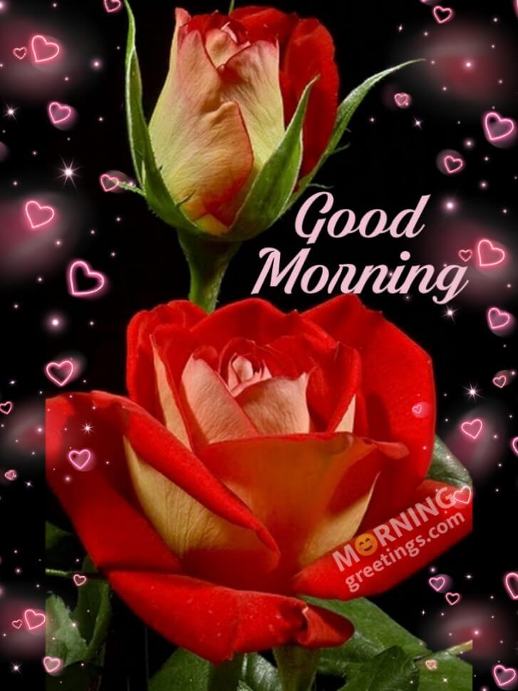Good Morning Two Roses Pic