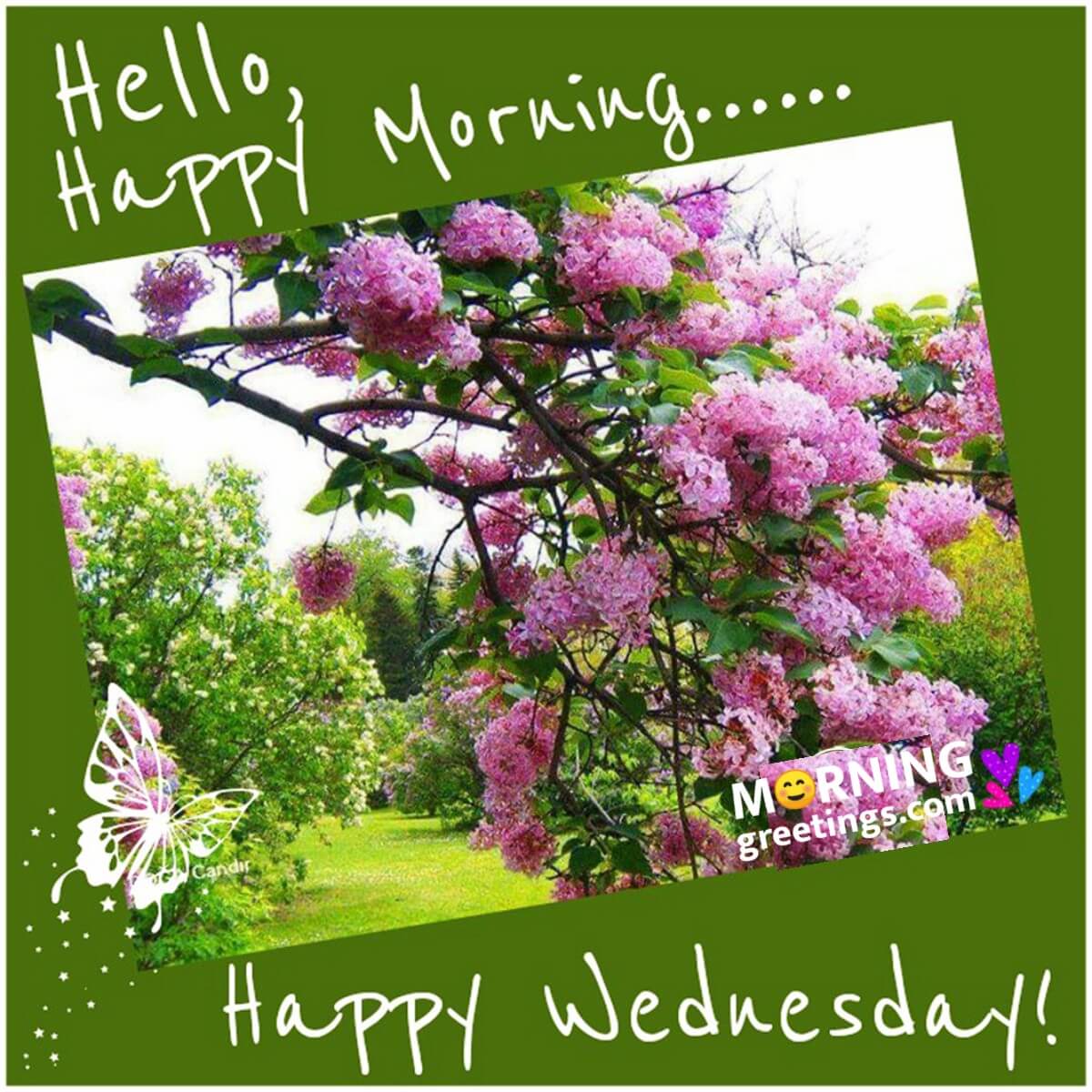 Happy Morning Happy Wednesday