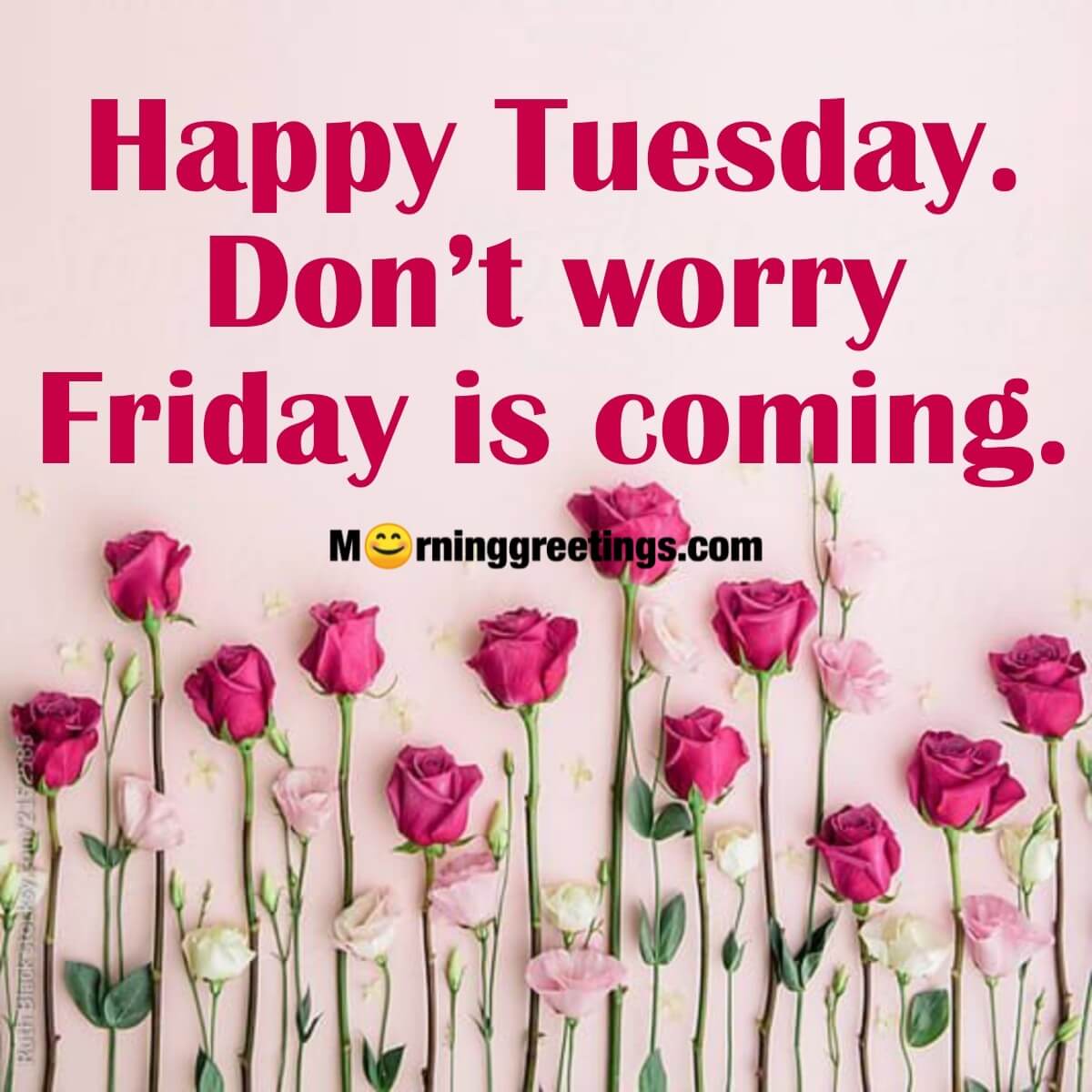 Happy Tuesday. Don’t Worry Friday Is Coming