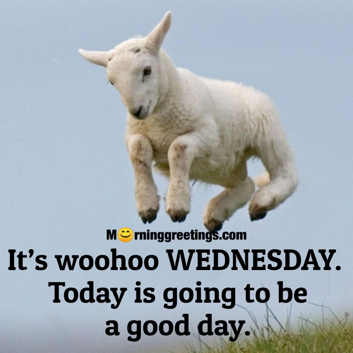 It’s Woohoo Wednesday
