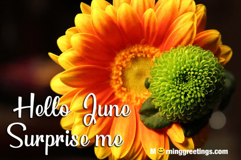 Hello June Surprise Me