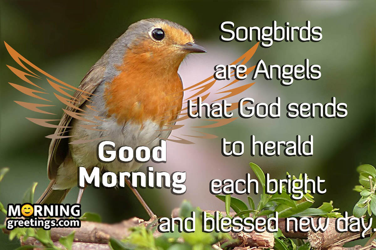 Good Morning Songbirds Are Angel
