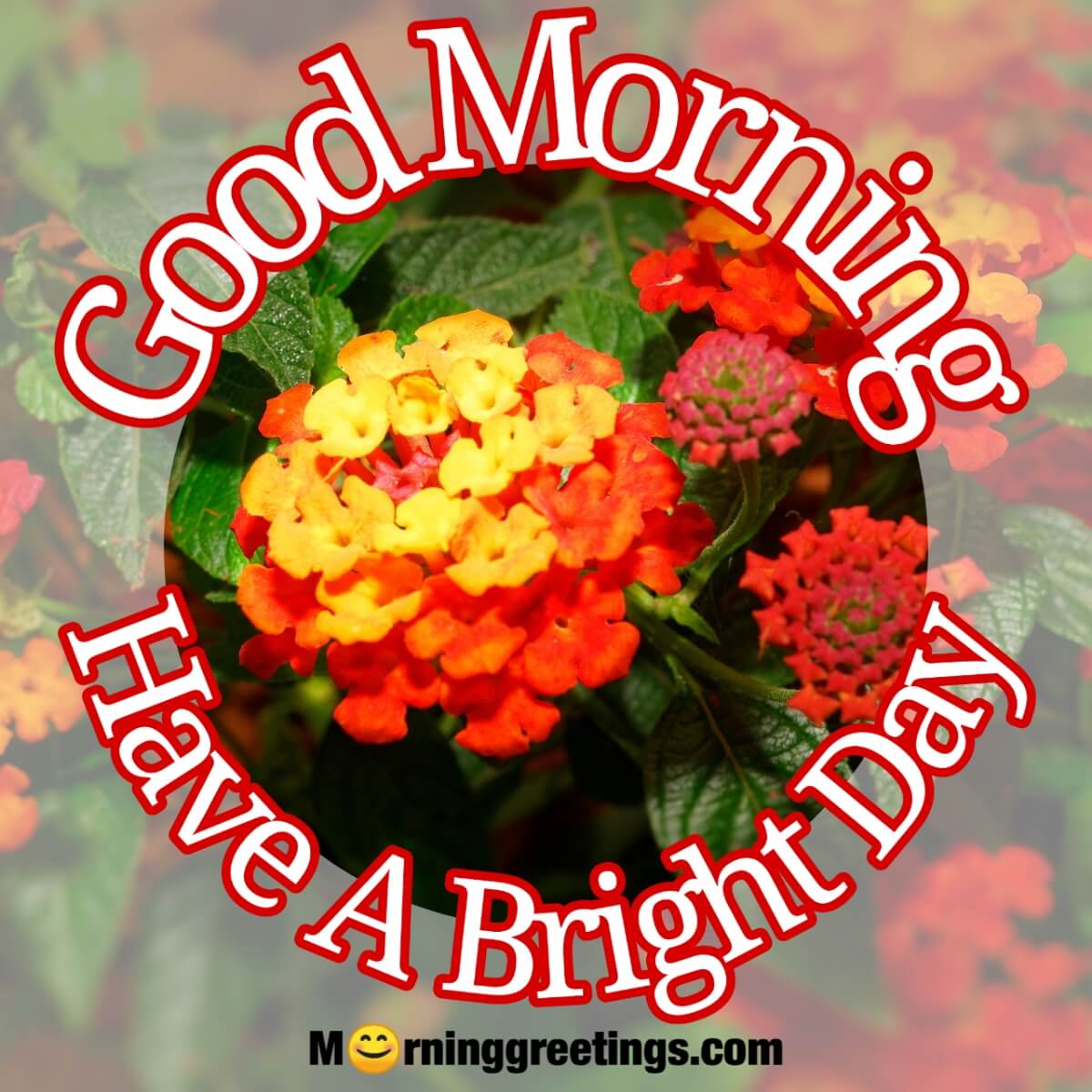 Good Morning Bright Lantana Flower