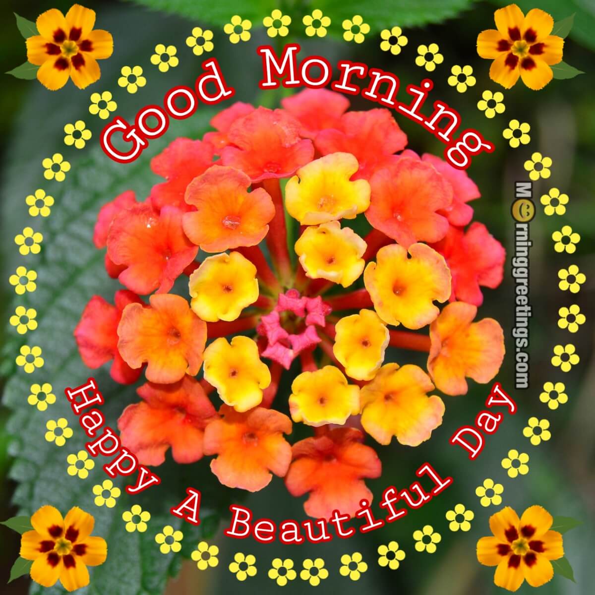 Good Morning Lantana Flower Beautiful Graphic