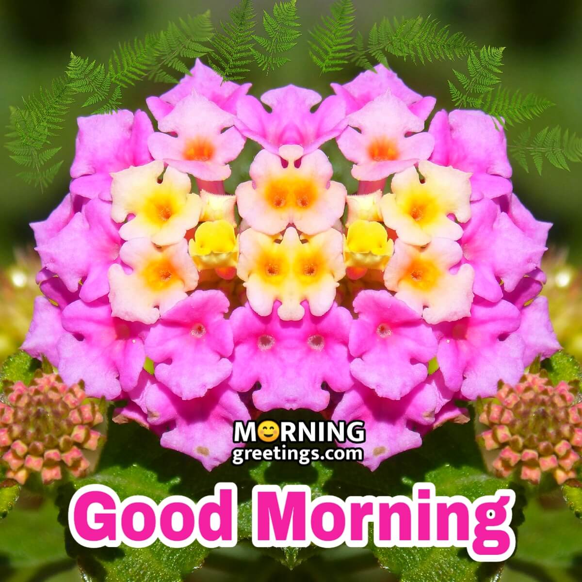 Good Morning Lantana Flower Lovely Image
