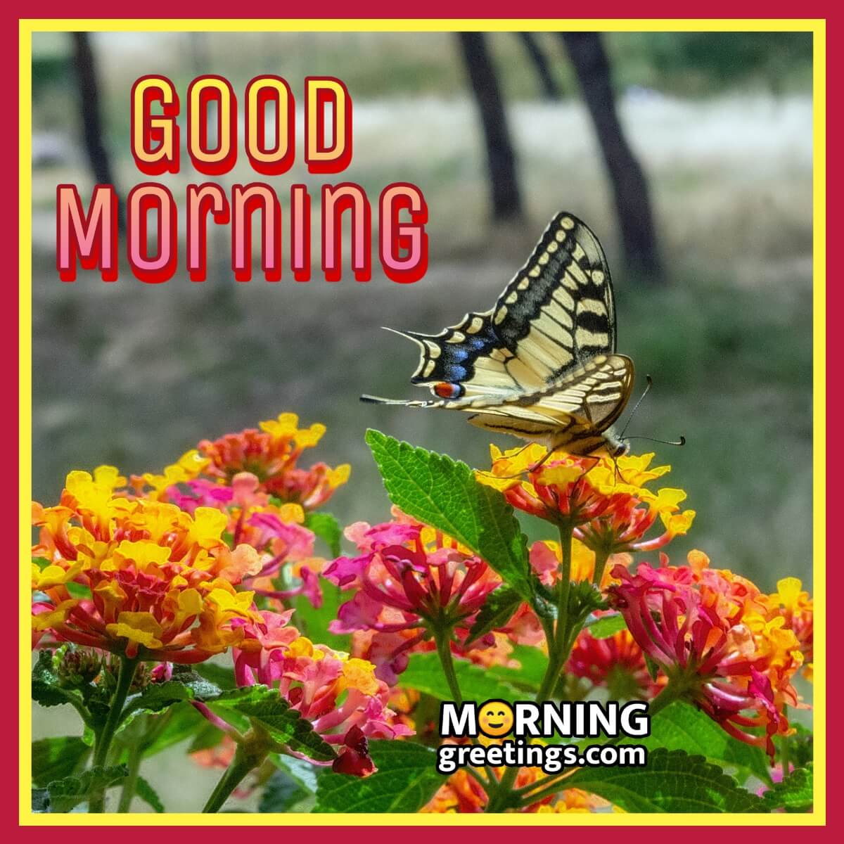 Good Morning Lantana Flower Photo