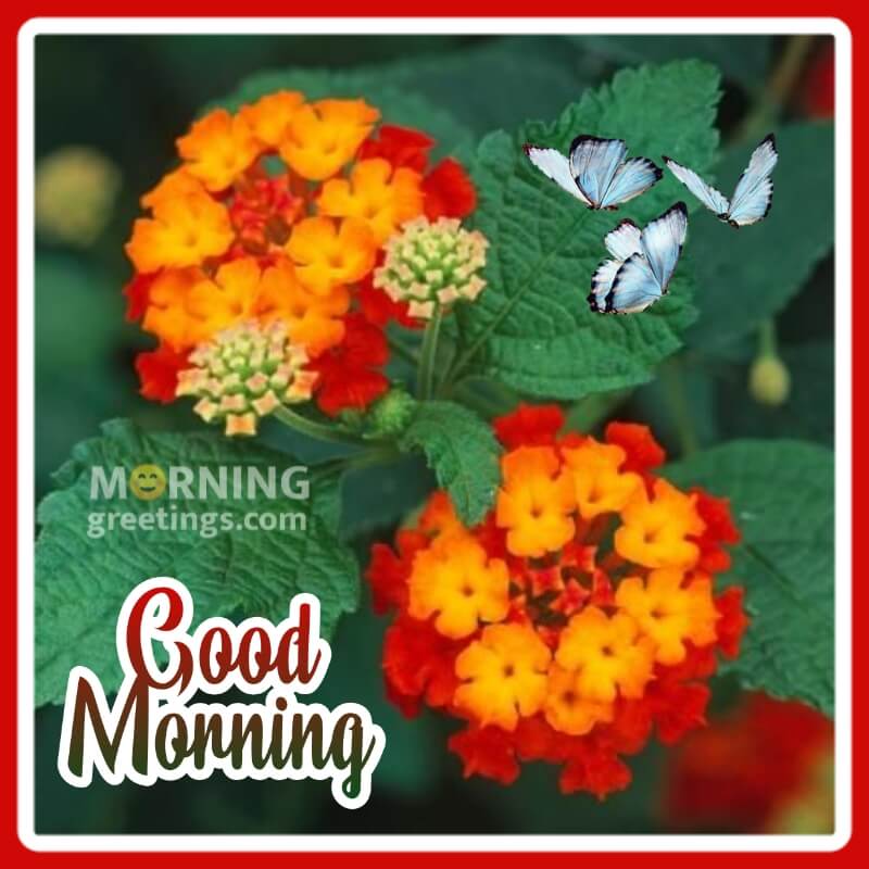 Good Morning Lantana Flower Pic