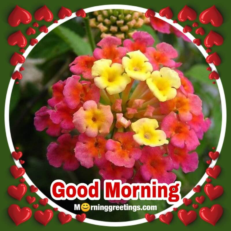 Good Morning Lantana Flower Image