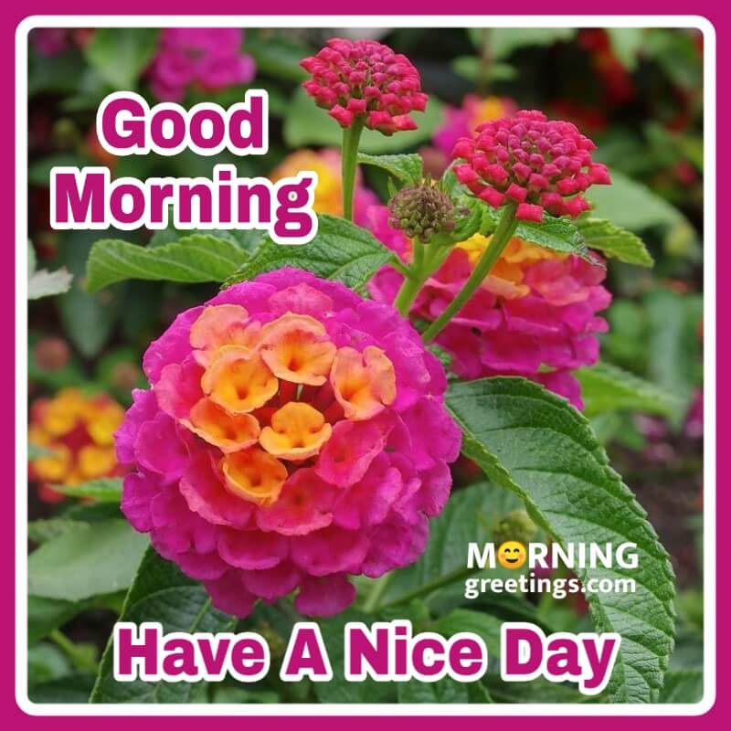 Good Morning Lantana Flower