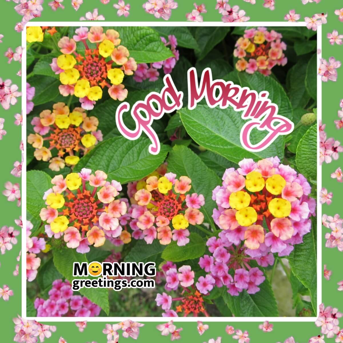 Good Morning Lantana Flowers Image