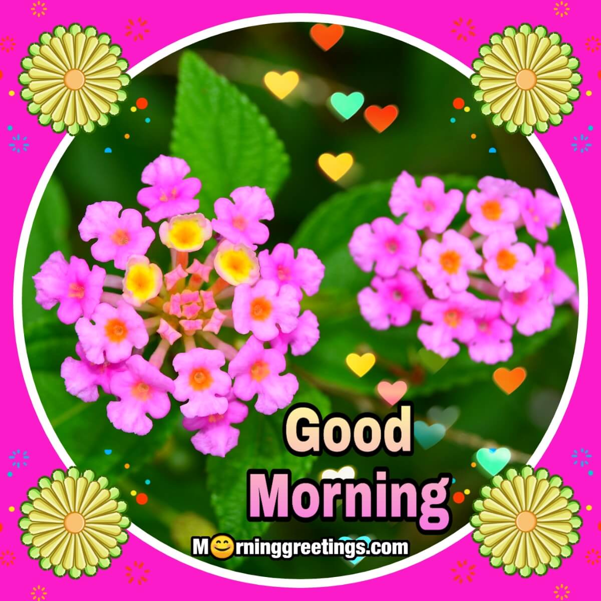 Good Morning Pink Lantana Flowers
