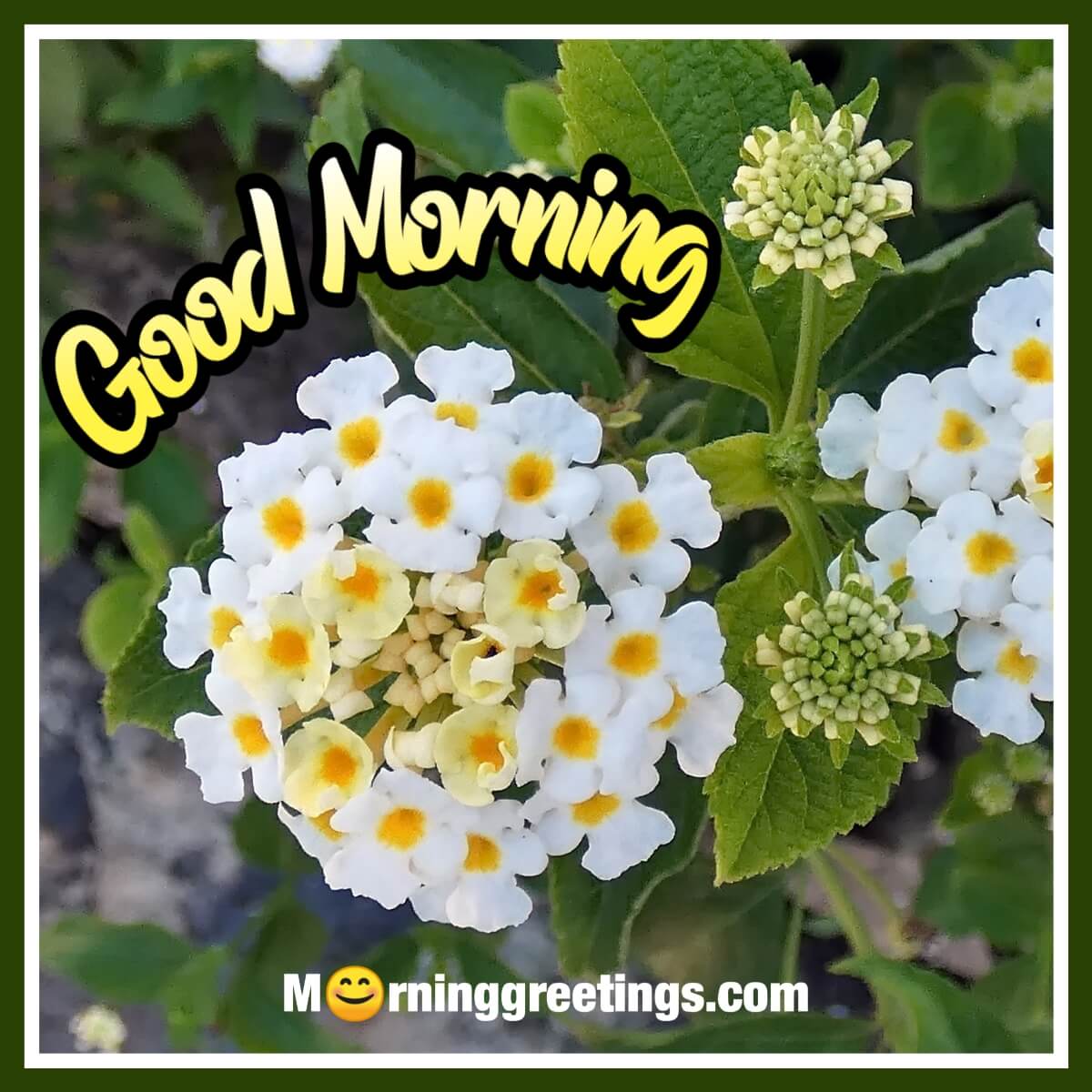 Good Morning White Lantana Flower