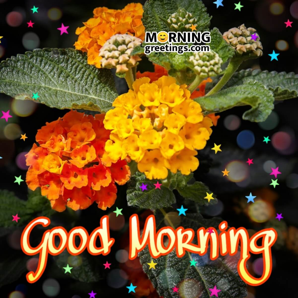 Good Morning Yellow Lantana Flower