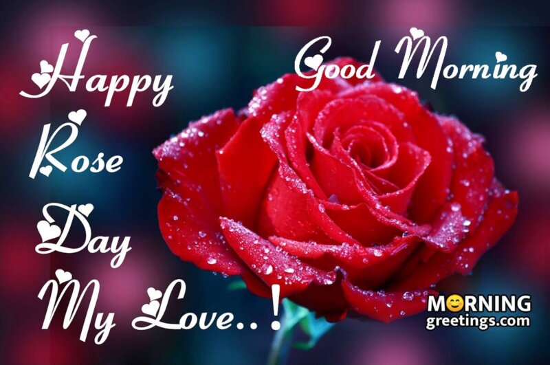 Happy Rose Day Good Morning