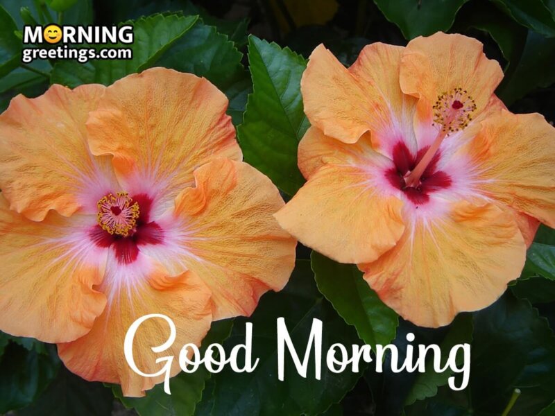 Good Morning Hibiscus Pic