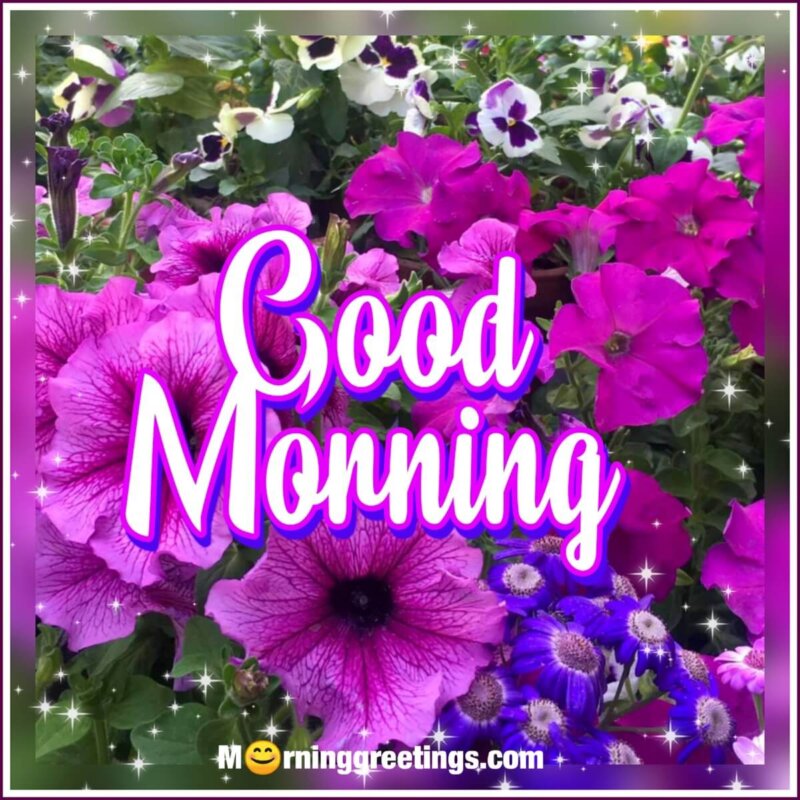 Good Morning Purple Flower
