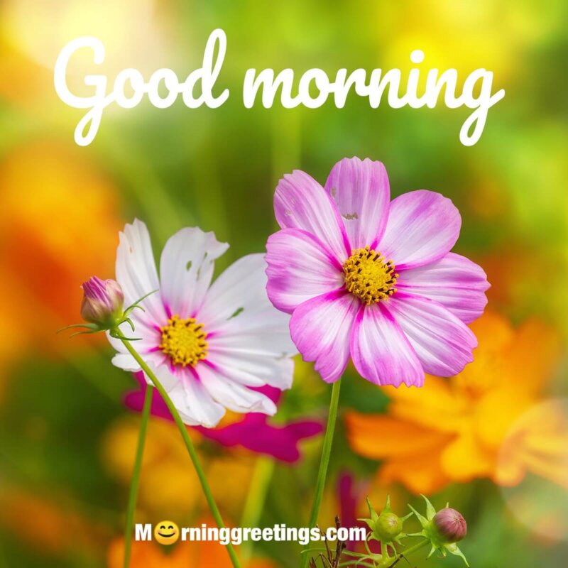 65 Good Morning Images With Flowers - Morning Greetings – Morning ...