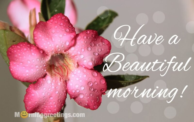 Have A Beautiful Morning!