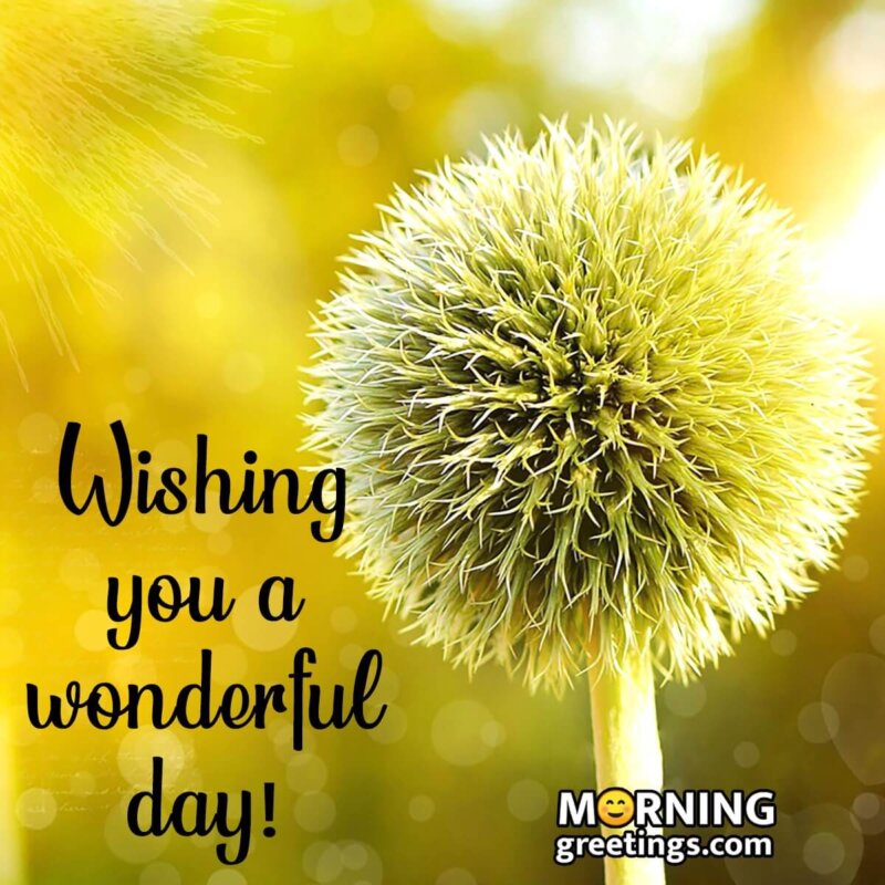 Wishing You A Wonderful Day!