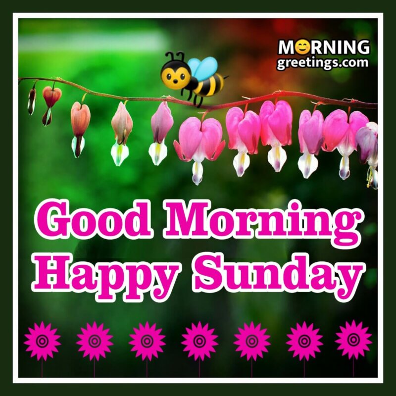 50 Good Morning Happy Sunday Images - Morning Greetings – Morning Quotes  And Wishes Images
