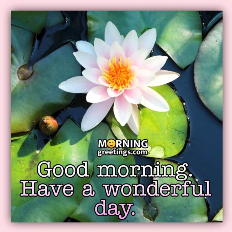 Good Morning Lotus Flower