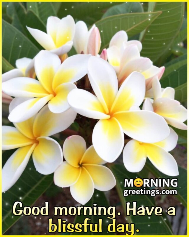 Good Morning Have A Blissful Day