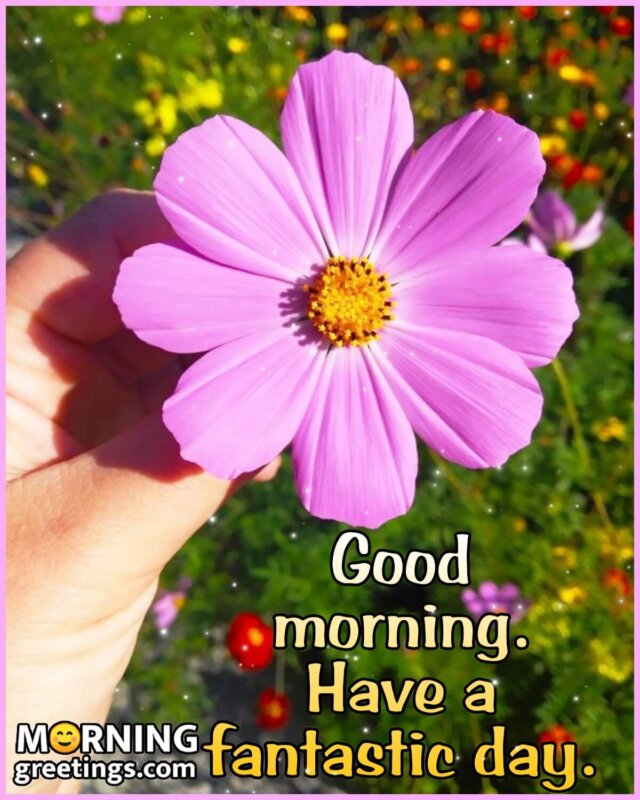 65 Good Morning Images With Flowers - Morning Greetings – Morning Quotes  And Wishes Images