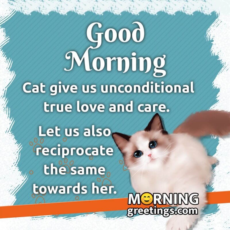Good Morning Cat Message