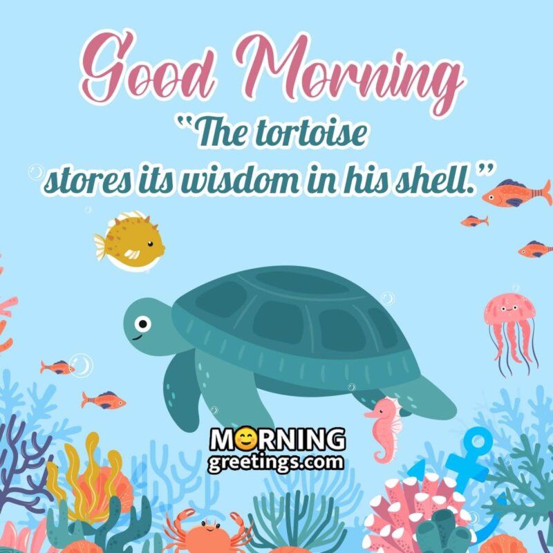 Good Morning Tortoise Quote