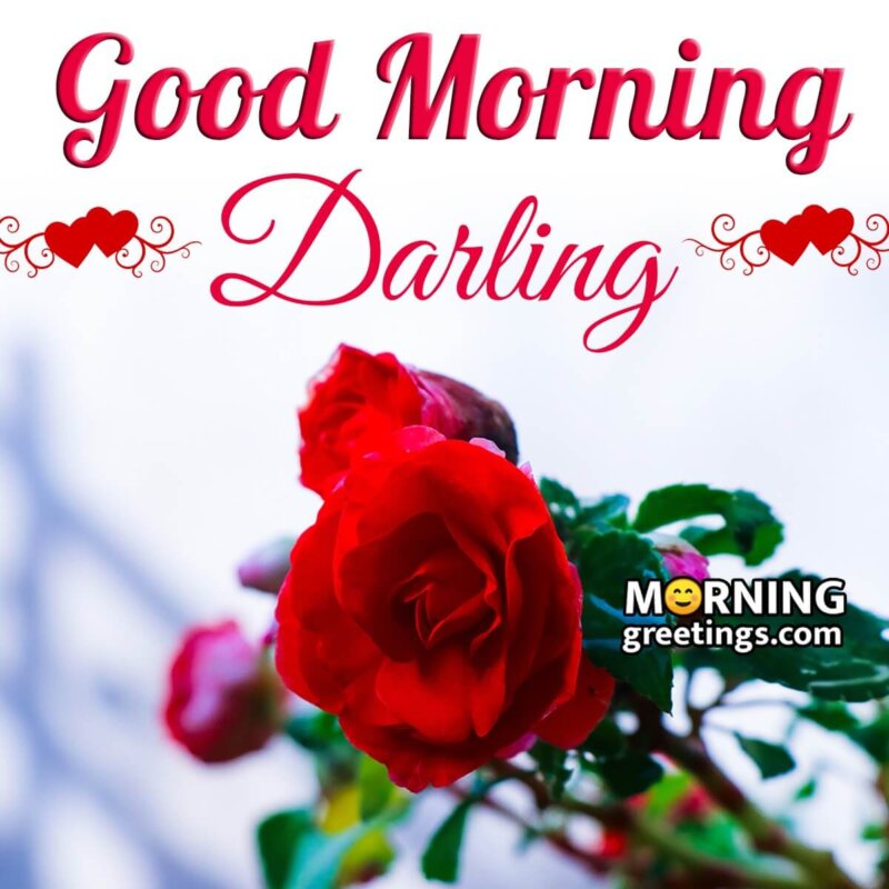 Good Morning Darling Red Rose