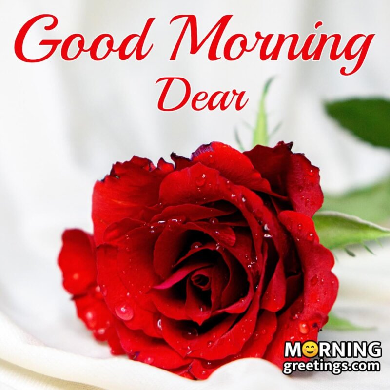 Good Morning Dear Red Rose