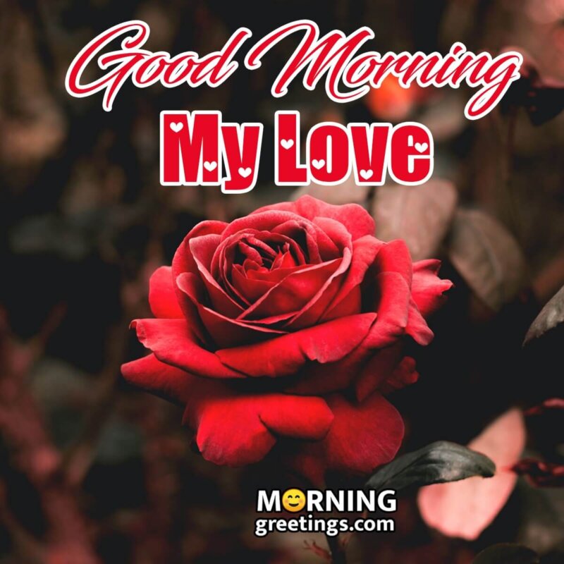 Good Morning My Love Red Rose