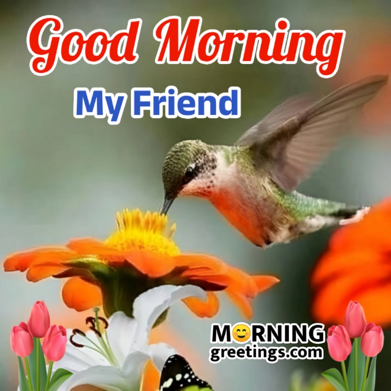 Good Morning My Friend Bird Picture
