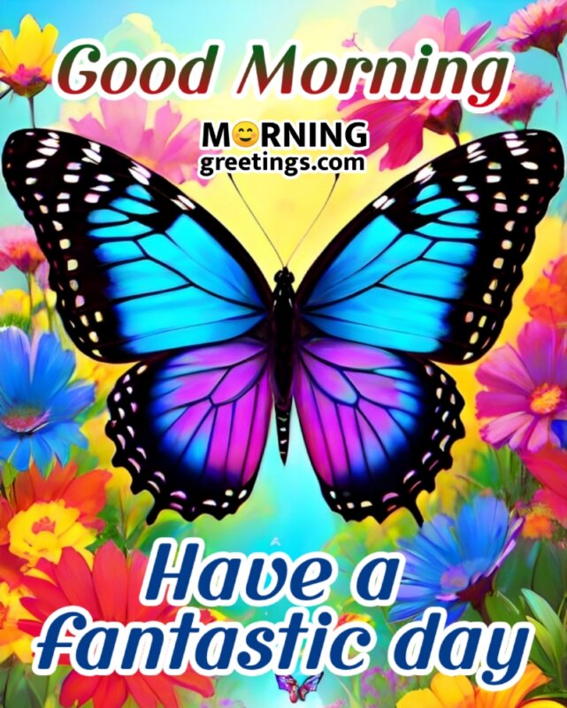 Fantastic Good Morning Butterfly Image