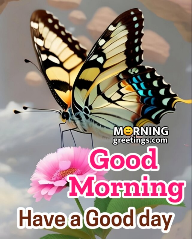 Good Morning Butterfly Pic For Good Day