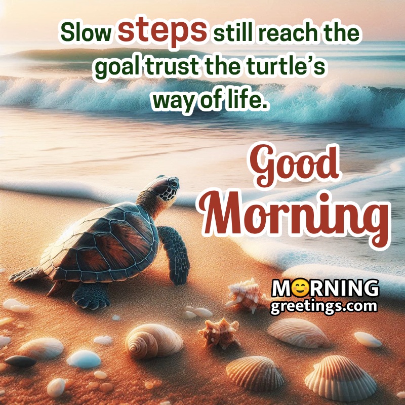 Good Morning Turtle Wonderful Photo