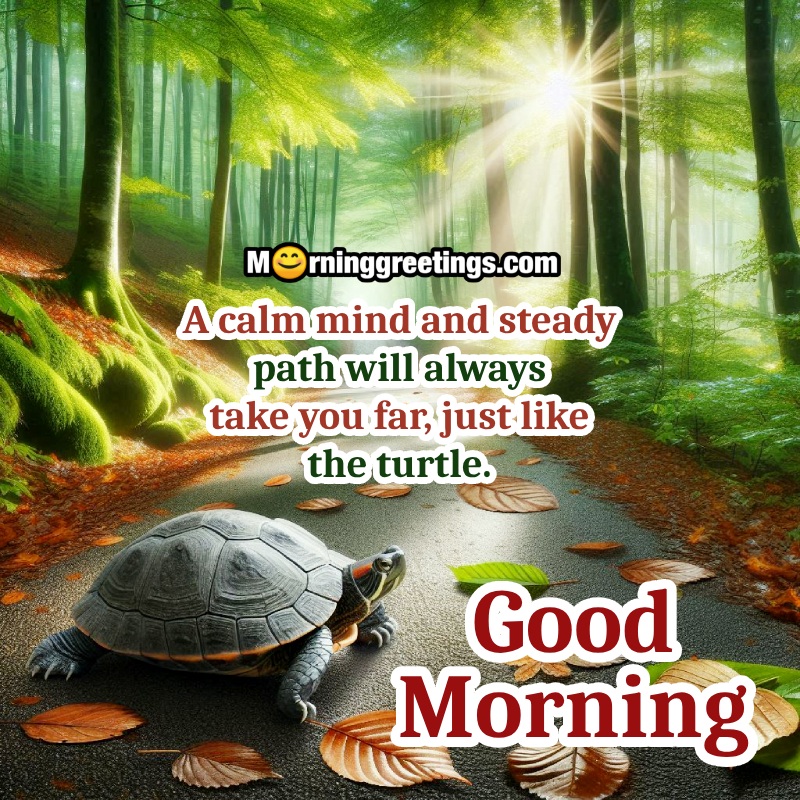 Morning Turtle Lovely Status Photo